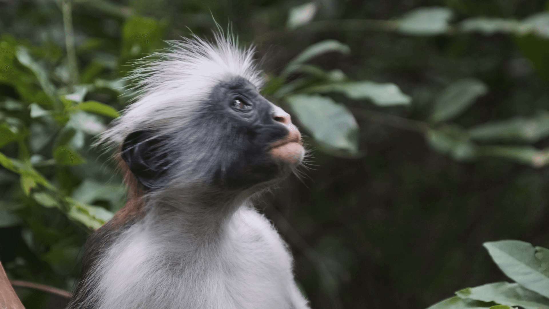 "Red colobus monkeys are so special because they are very beautiful, unique, and perfect indicators of ecosystem health or habitat change since they are usually the first group of primates to leave a habitat when any disturbances or degradation occur. Moreover, their diversity reflects the various bioregions of the African forested areas at large" said Florence Aghomo, Red Colobus Conservation Coordinator.