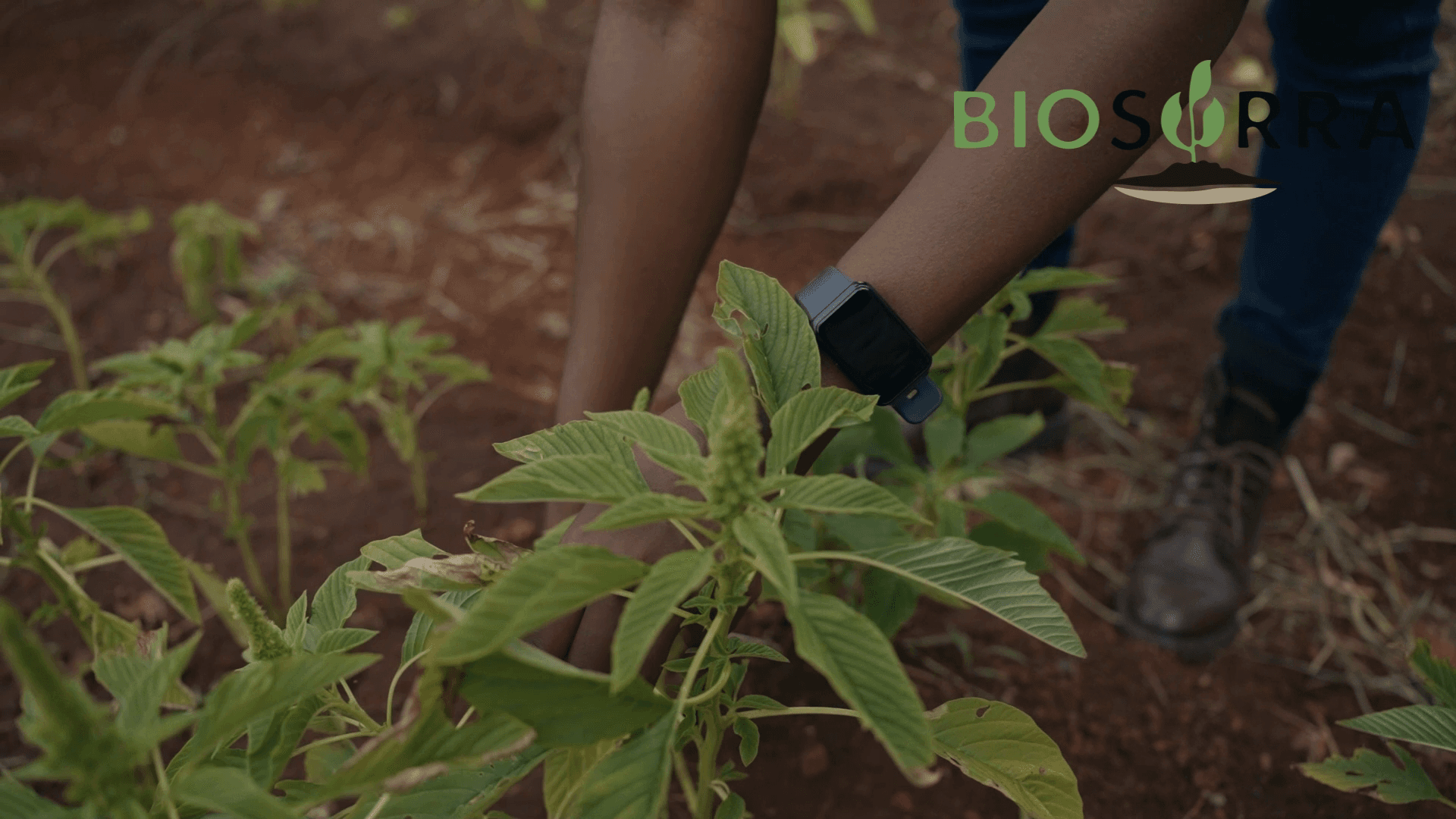 BIOSORRER FARMER CHAMPION TERESIA getting excited for Biochar Bora growing her maize strong !!