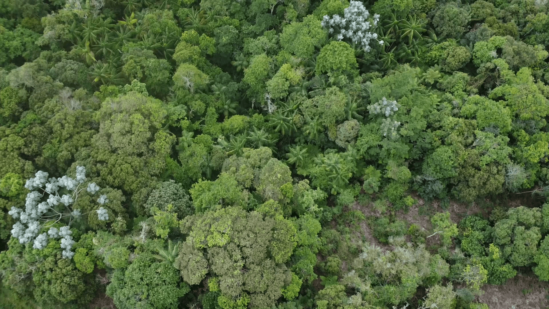 Today is International Day of Forests!
The Atlantic Rainforest is bursting with life — home to sloths, monkeys, and countless unique species. But deforestation, wildfires, and climate change are pushing this precious ecosystem to the brink.

At Iracambi, we’re planting trees, restoring degraded lands, and protecting water sources to build a greener, more sustainable future. 🌱💧

🌎 Join us and be part of the change!
👉 Visit iracambi.com to learn how you can help.

#InternationalDayOfForests #Reforestation #AtlanticRainforest #ForestsForWater #Iracambi #Sustainability #Nature #Agroforestry