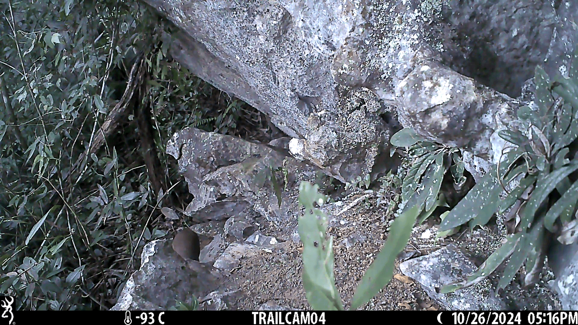 A new population of musk deer has been discovered in the remote karst mountains of northern Vietnam. The musk deer is an Endangered species and one of the rarest mammals in Vietnam. Re:wild is working with local stakeholders to assess the population of musk deer in the country – information critical to developing a long-term conservation plan for the species. 