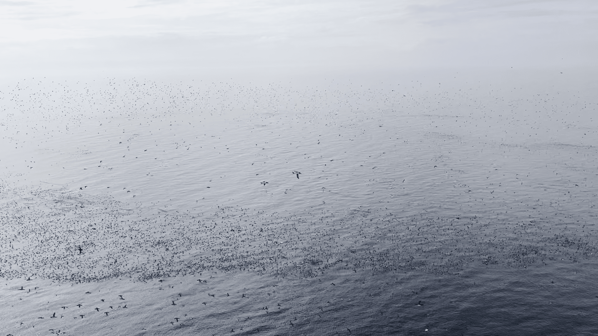 The murres are back on the island. And so are we! Last week: intense work with setting everything up for the coming season. Birds are moving back and forth between the cliffs and the water. You could probably tell from the video why this behaviour is referred to as the "murricane" (this species of seabird is called the common murre)! Some even started mating - caught on video. Not a lot of privacy in the seabirds' lives! 
