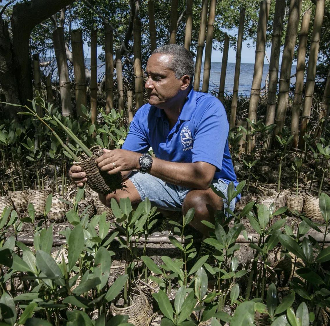 Jean_Mangroves