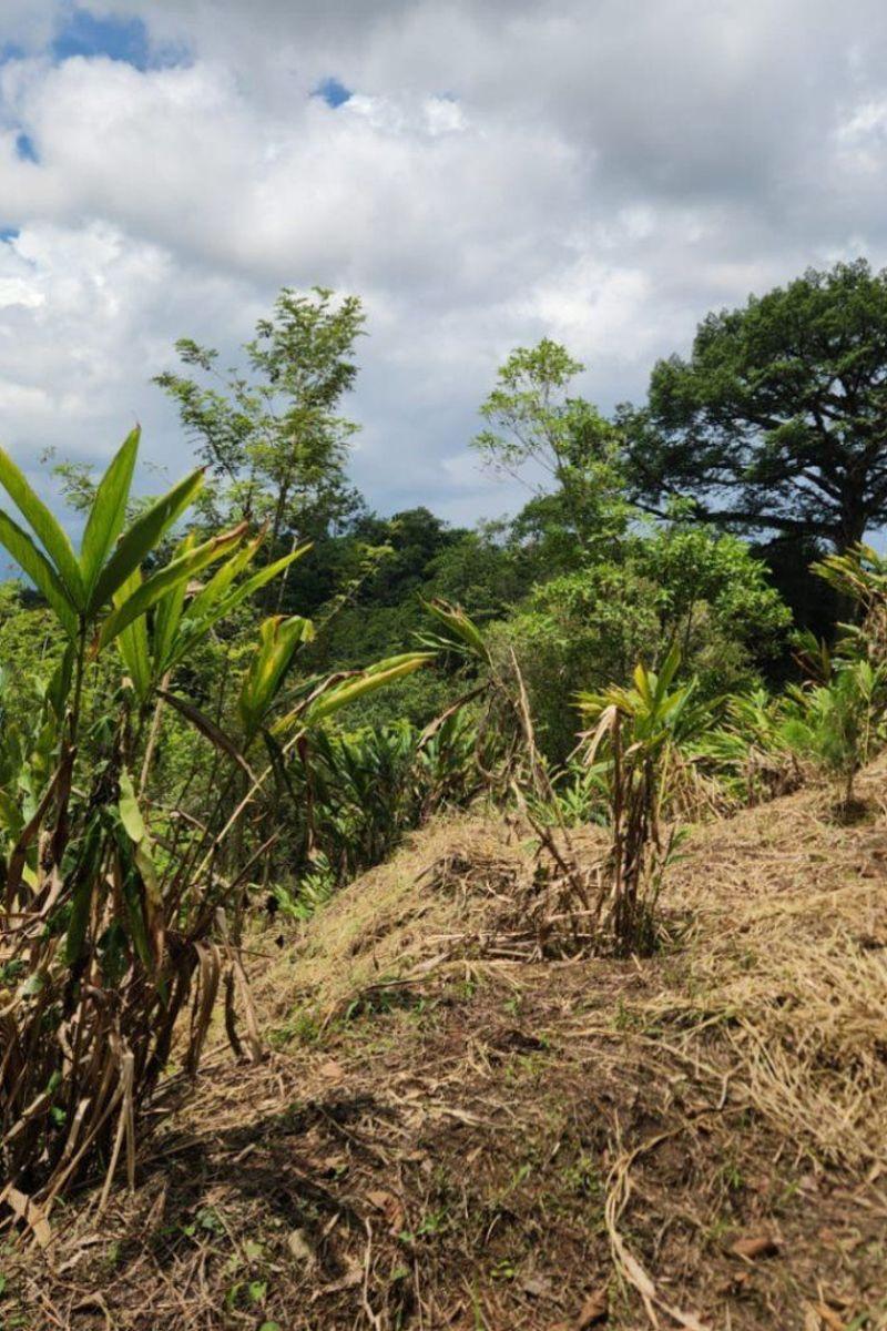 The main focus has been plantation cleaning and reseeding (the latter being a natural process), but due to the intense and prolonged summer the reseeding has been extended.