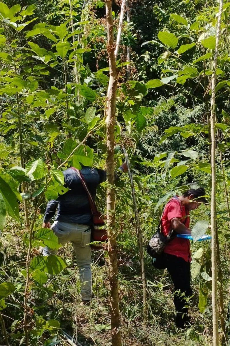 Technical monitoring and supervision have commenced. Data analysis from the monitoring phase is ongoing, including the verification and adjustment of information. Permanent plot installation and monitoring have also been finalized, with 720 plots (413 plots of 10x10m and 307 plots of 30x30m). General maintenance activities continue. 