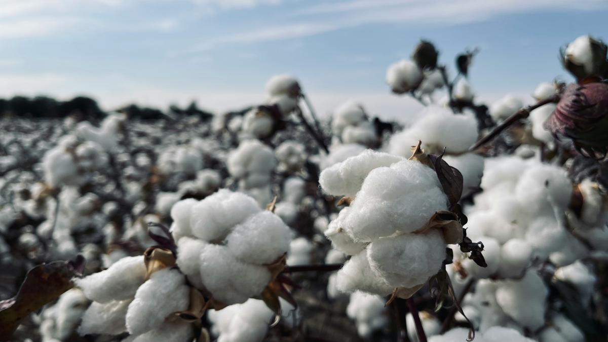 Long staple cotton in a field