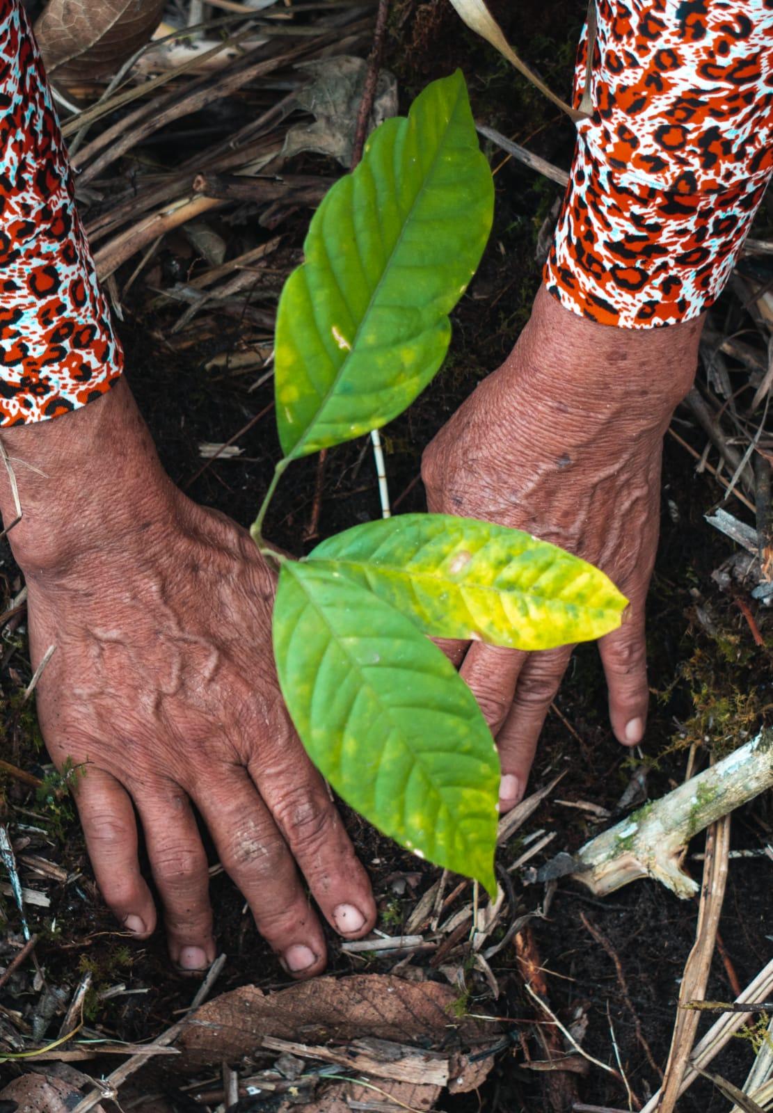 Weathered hands holding vibrant green leaves against dark soil, wearing patterned sleeves