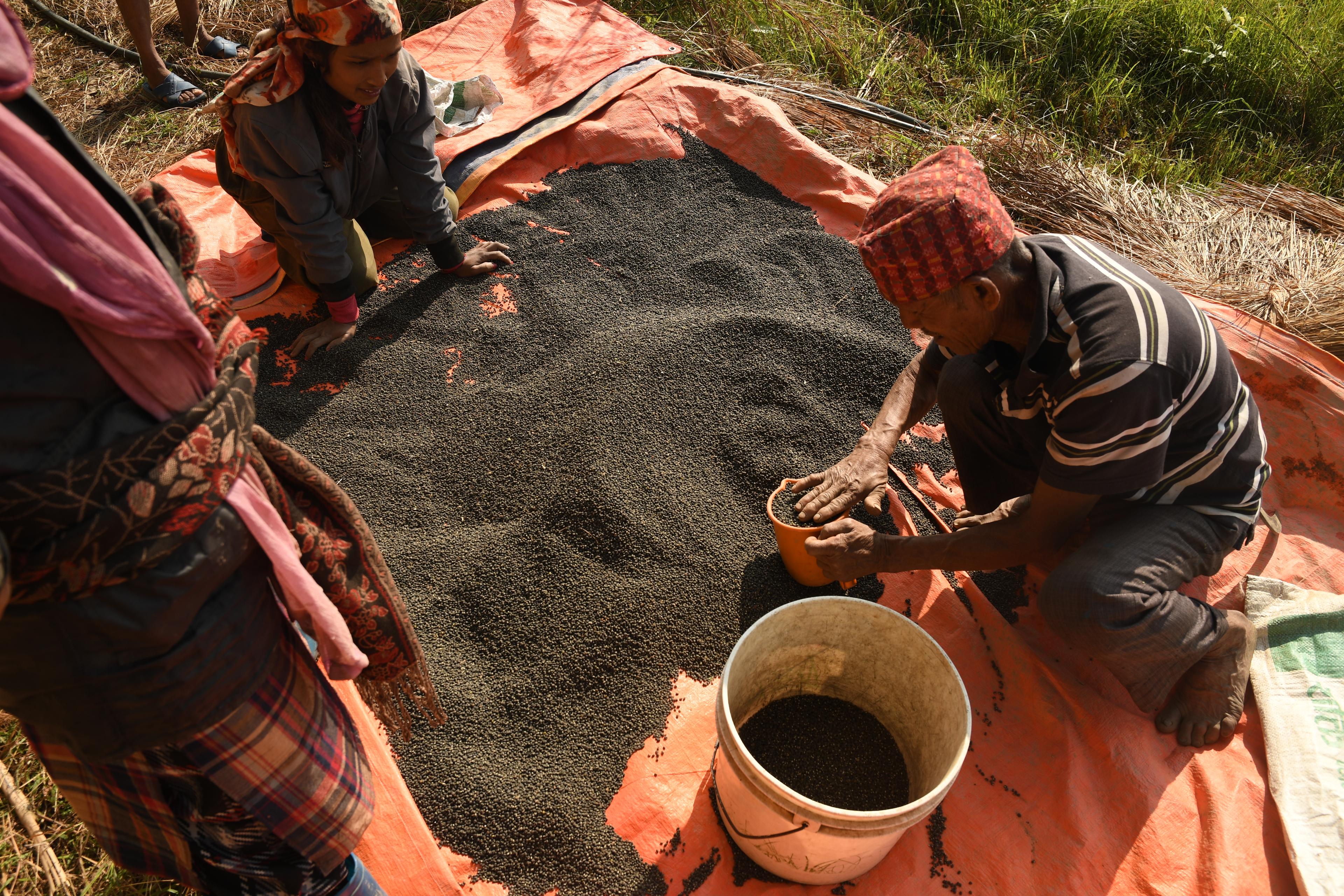 Workers sifting through a large pile of black seeds or grains on an orange tarp outdoors, with buckets nearby for collection.