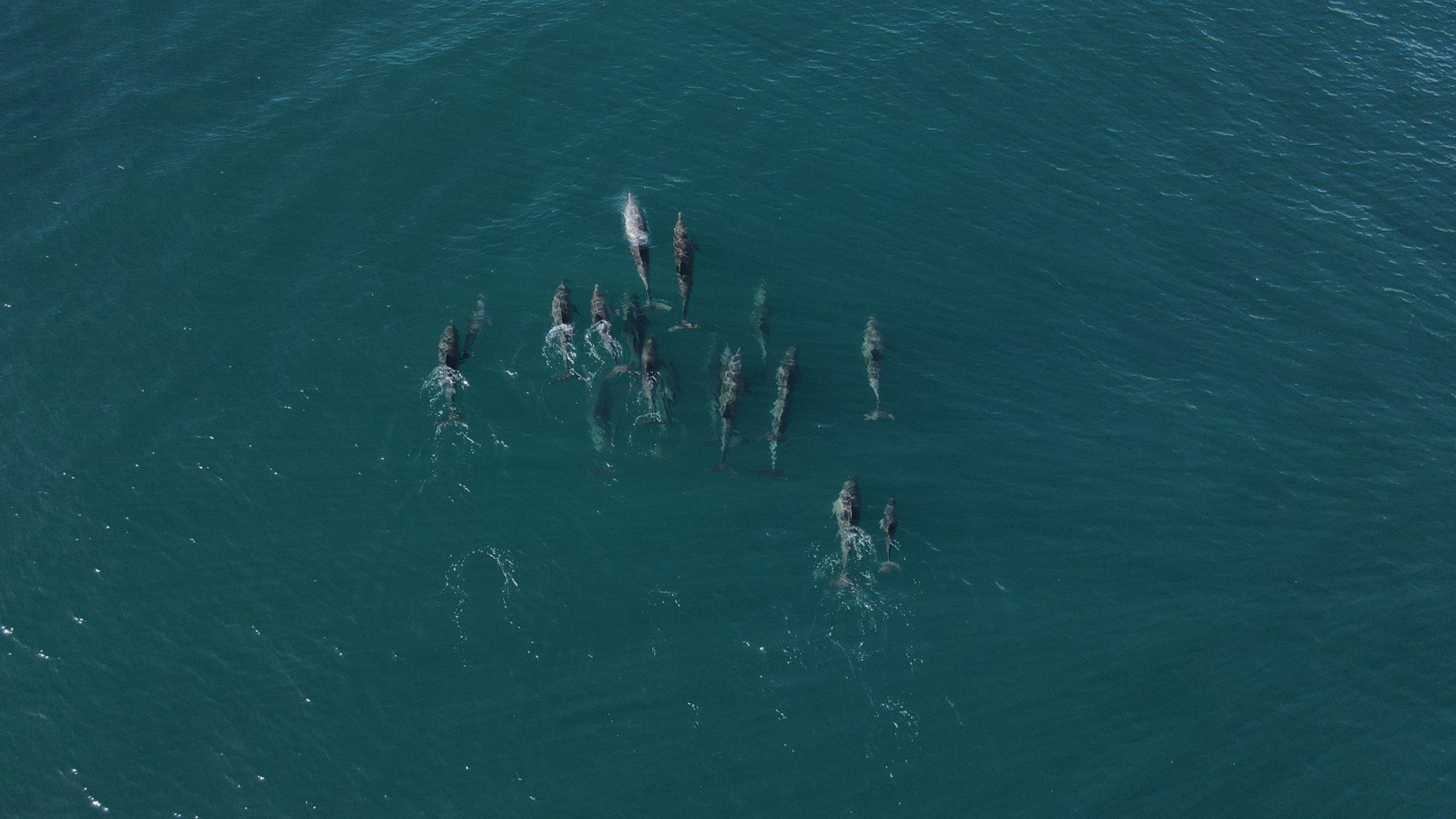 A pod of dolphins swimming in the Eastern Indian Ocean