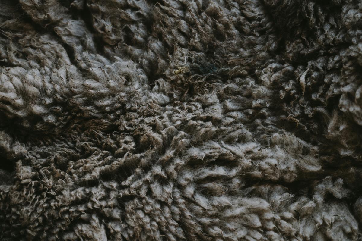 Close up of merino wool on a sheep