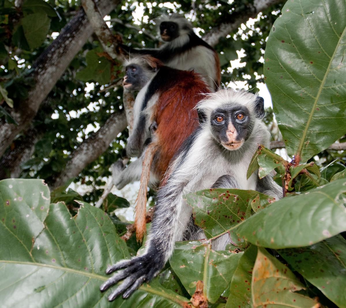 Saving Red Colobus Monkeys