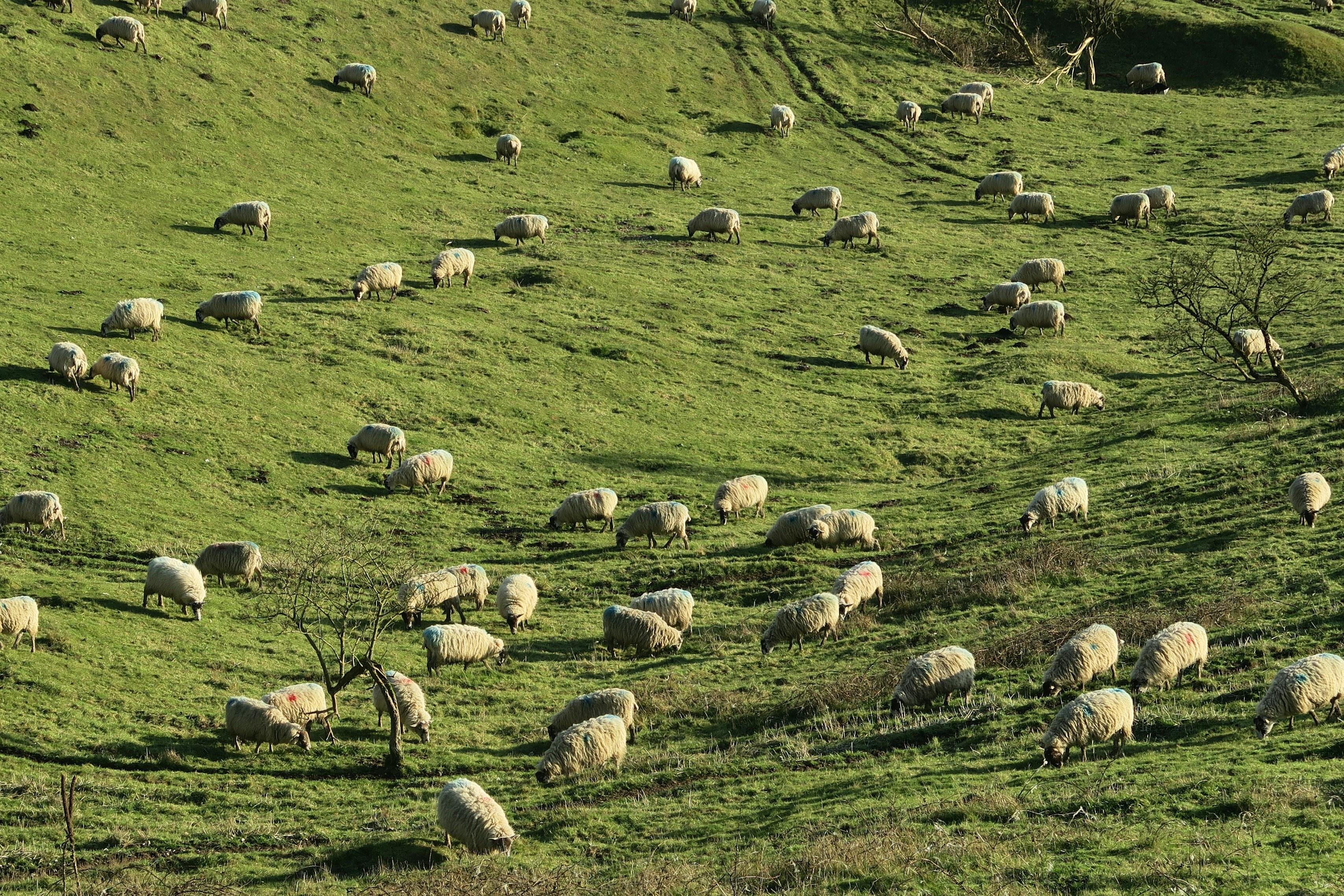 Sheep image
