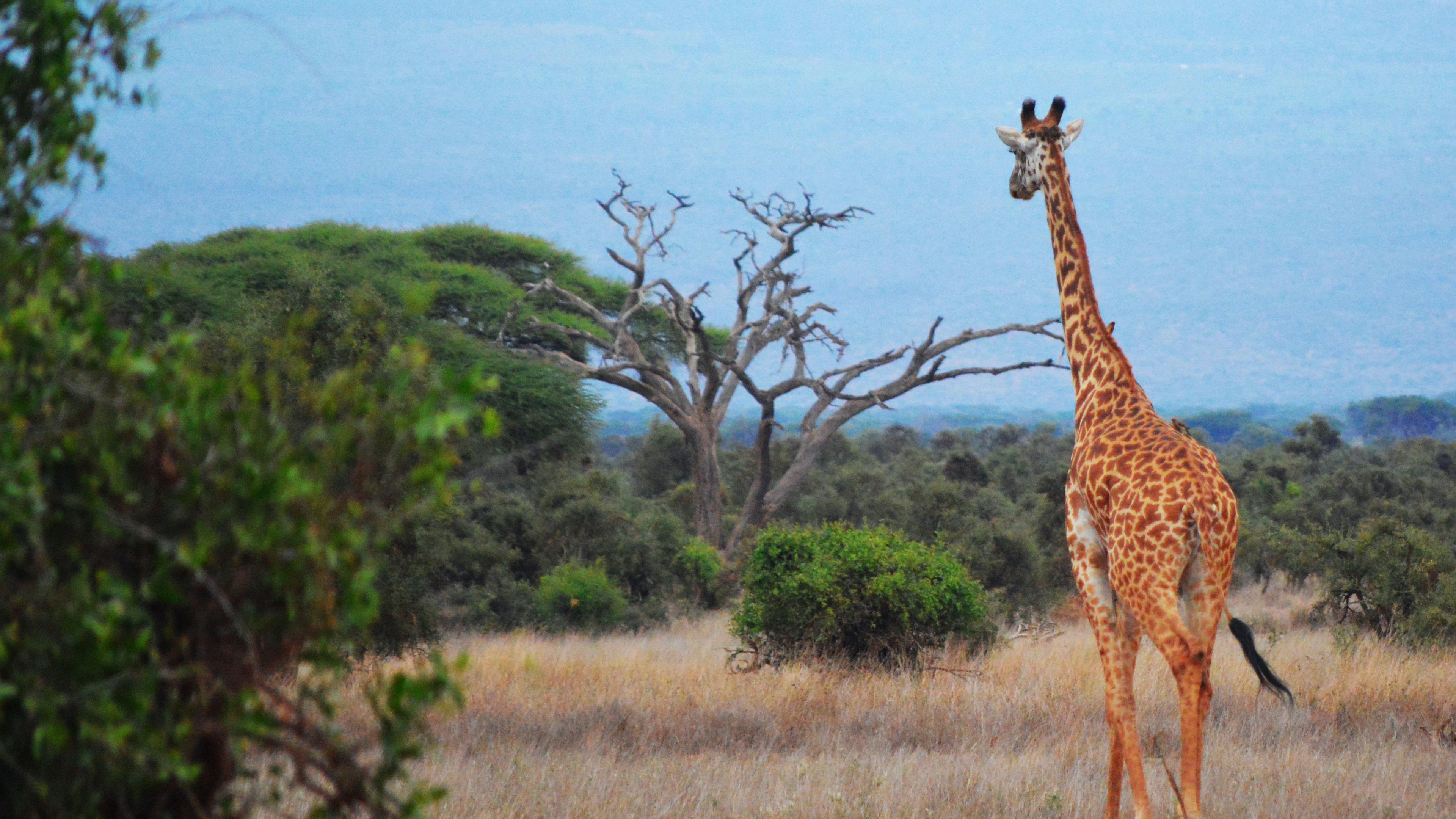 Giraffe in wildlife